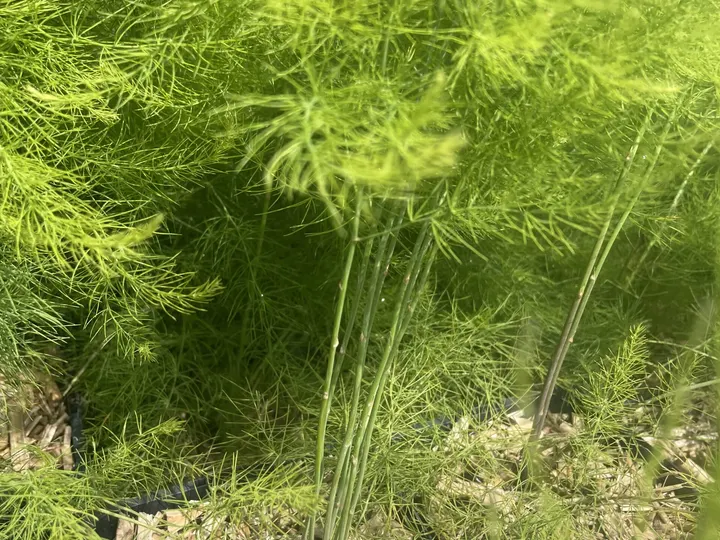 Fijn aspergeloof van een jonge plant, bovenop een tuinbed met mulch