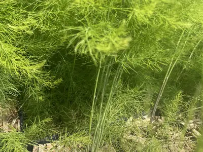 Fijn aspergeloof van een jonge plant, bovenop een tuinbed met mulch