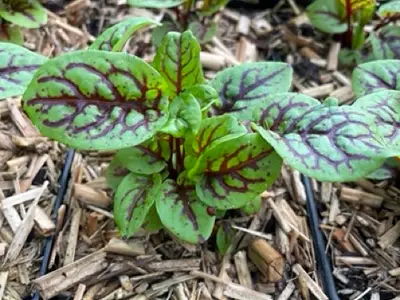 Bloedzuring met groene bladeren met paarsrode nerven tussen houtsnippers