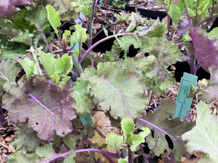 Doorlevende boerenkool met groene en paarsrode bladeren in potten