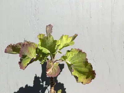 Jonge eeuwige kool met groene bladeren met paarsrode randen op een kort stammetje