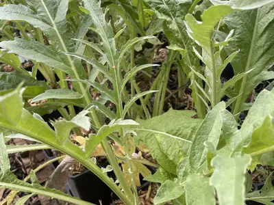 Kardoenplanten met diep ingesneden, zilvergroene bladeren in potten