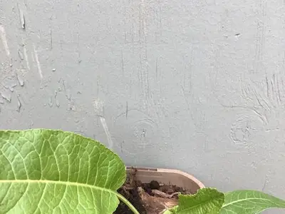 Jonge mierikswortelplant met brede, groene bladeren in een pot