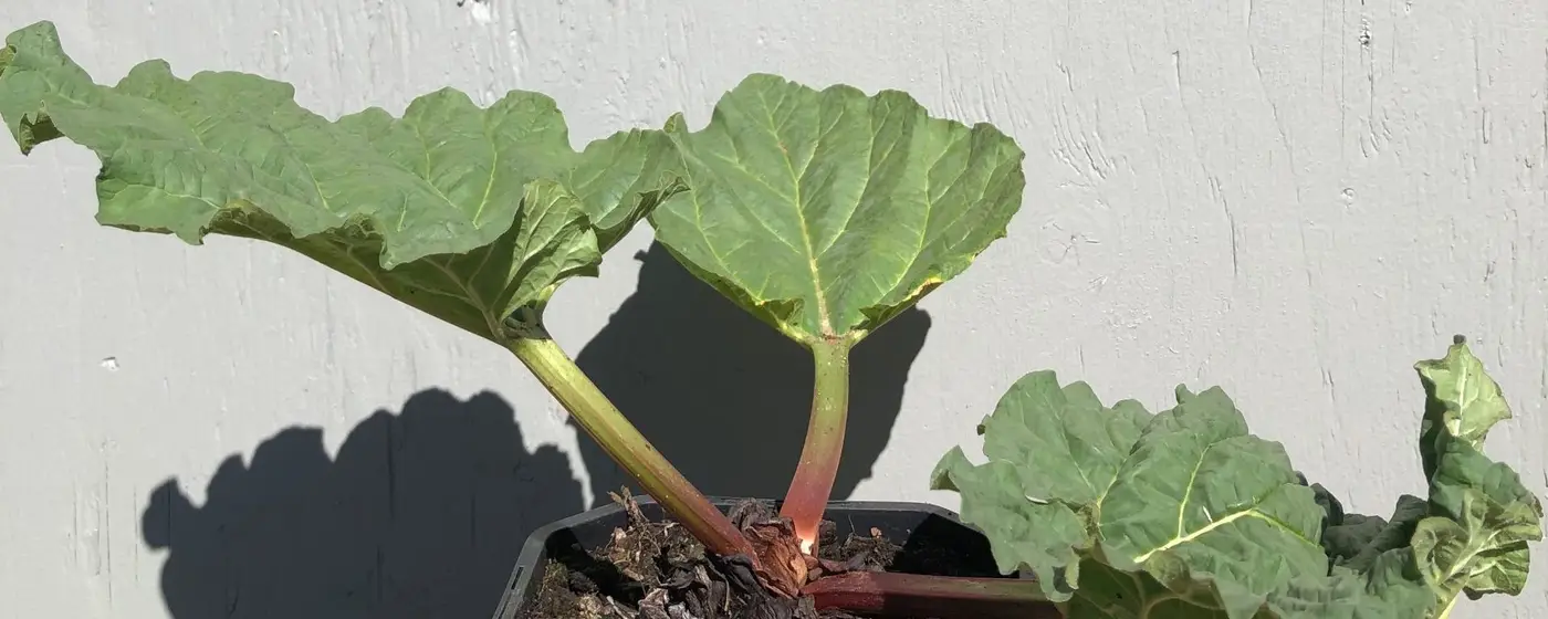 Jonge rabarberplant met rode stelen en grote bladeren in een pot