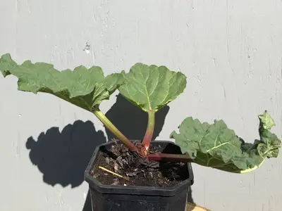 Jonge rabarberplant met rode stelen en grote bladeren in een pot