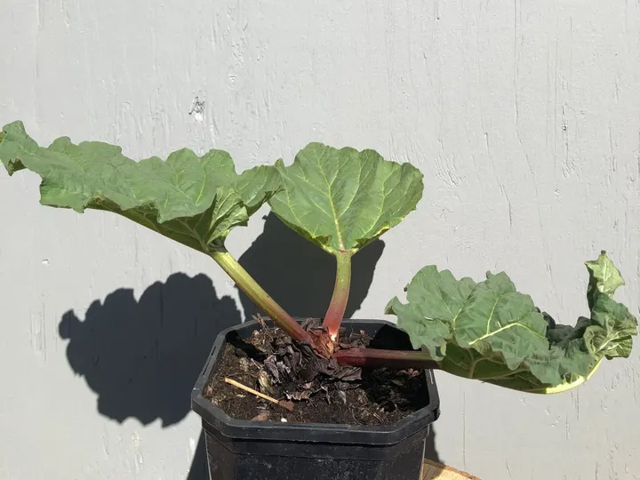 Jonge rabarberplant met rode stelen en grote bladeren in een pot