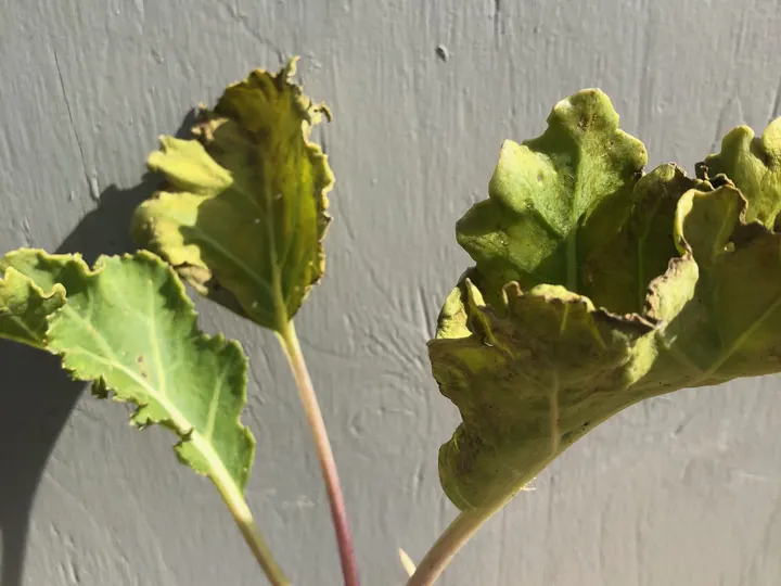 Jonge zeekoolplant met golvende blauwgroene bladeren met paarsrode nerven