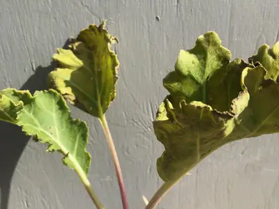 Jonge zeekoolplant met golvende blauwgroene bladeren met paarsrode nerven