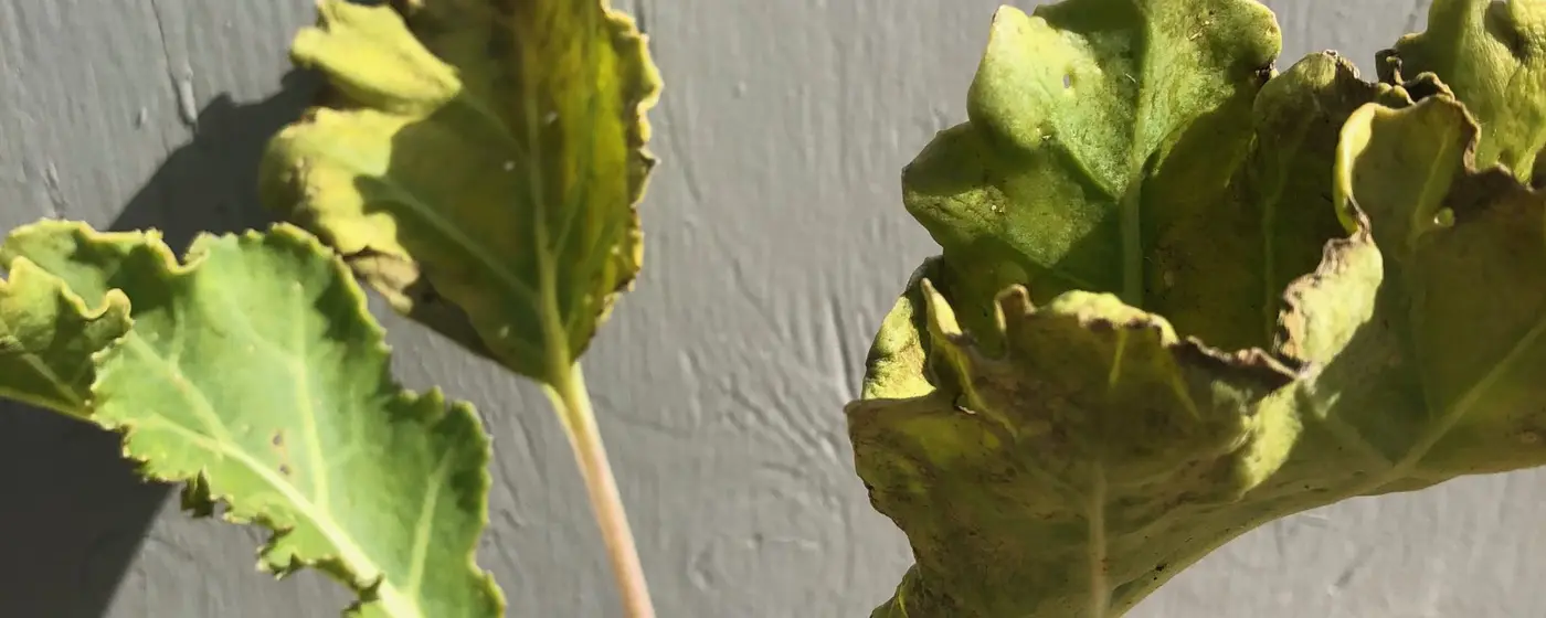 Jonge zeekoolplant met golvende blauwgroene bladeren met paarsrode nerven